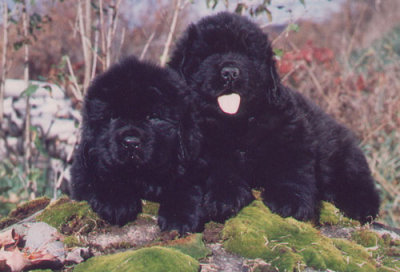 pups1