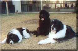 Summer, Abby and Elle